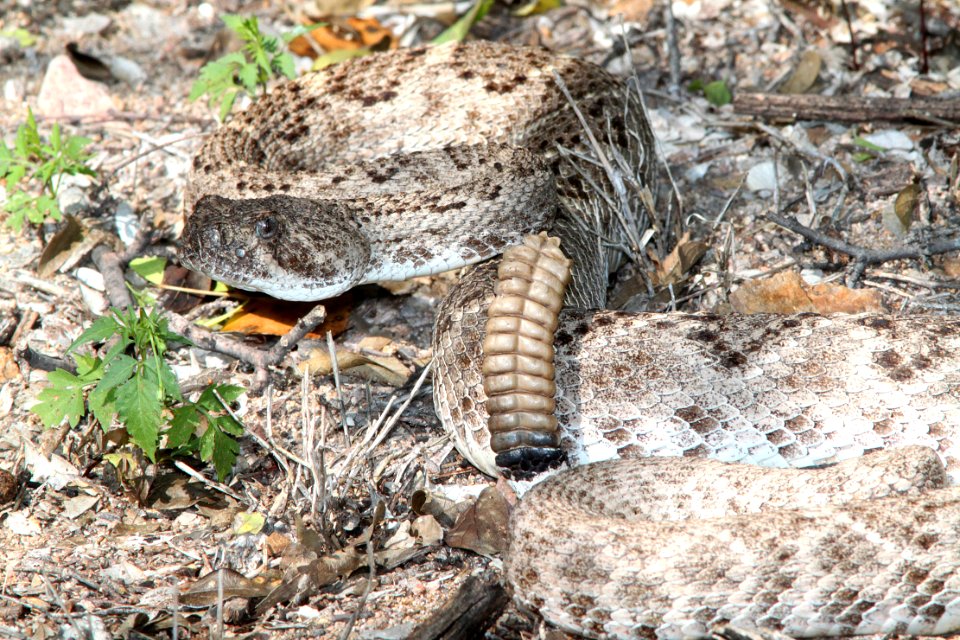 RATTLESNAKE, WESTERN DIAMOND-BACK (Crotalus atrax) (8-27-13) sonoita creek state natural area, scc, az -01
