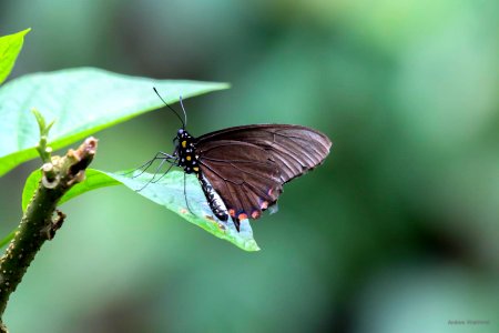 Central American Black Swallowtail? photo