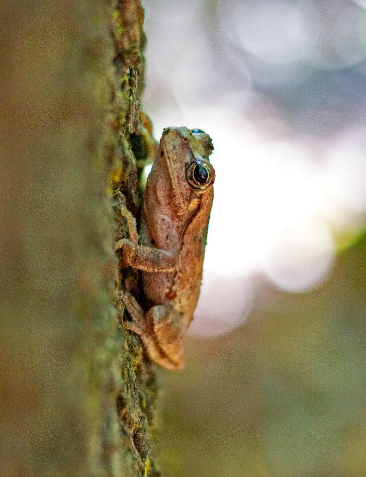 Pinewoods treefrog
