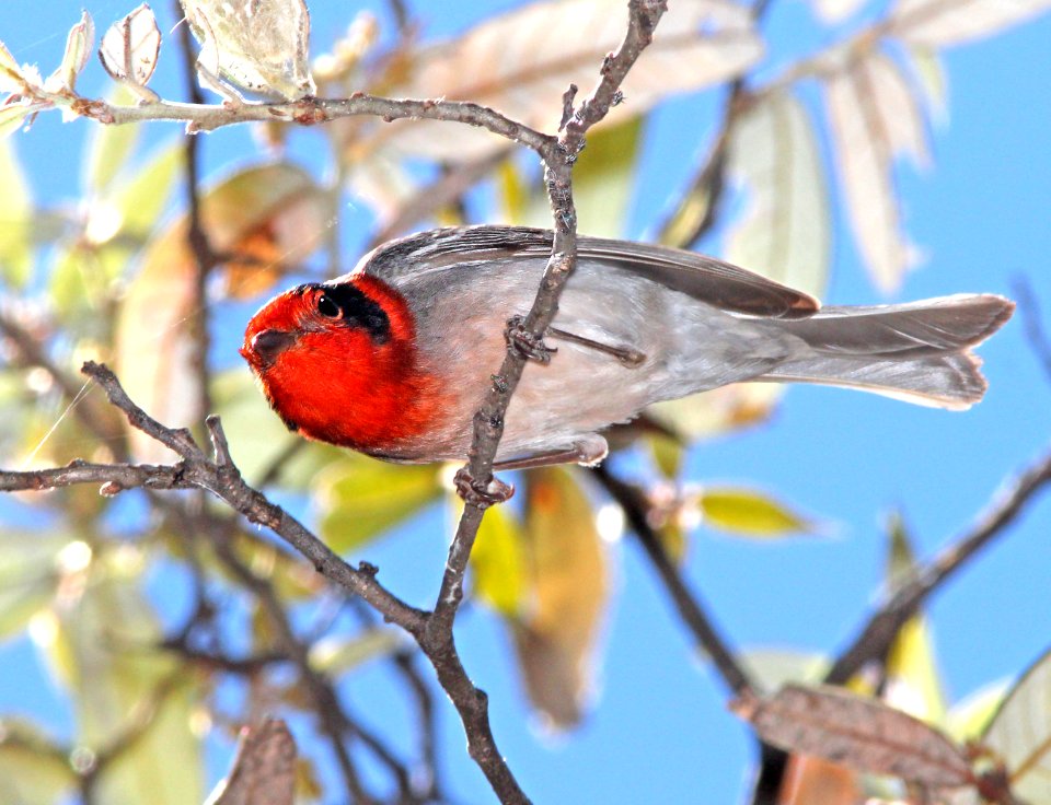 849 - RED-FACED WARBLER (5-11-13) temporal gulch, santa rita mts, scc, az -04