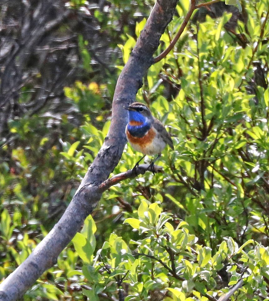 726 - BLUETHROAT (6-12-2016) teller road, nome, alaska -04