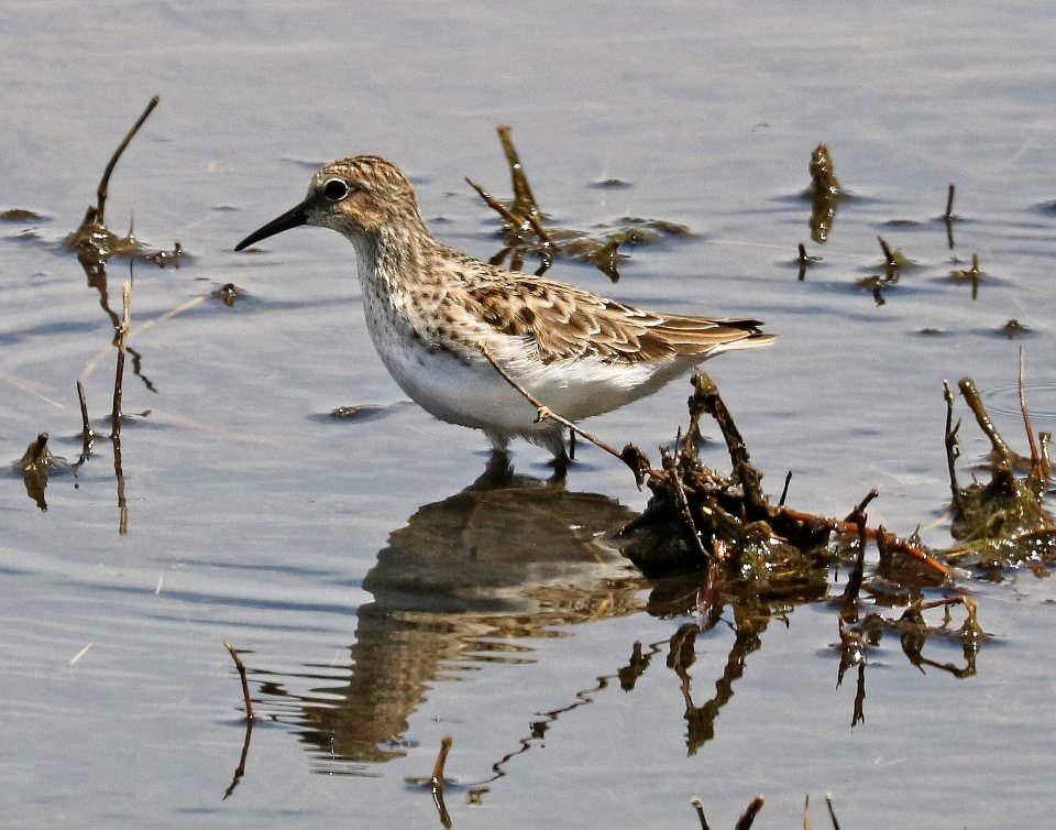317 - LEAST SANDPIPER (4-10-2017) patagonia lake west end, santa cruz co, az -01