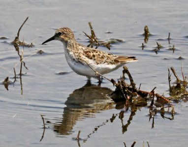 317 - LEAST SANDPIPER (4-10-2017) patagonia lake west end, santa cruz co, az -01