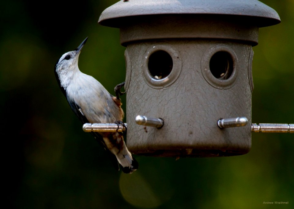white-breasted nuthatch