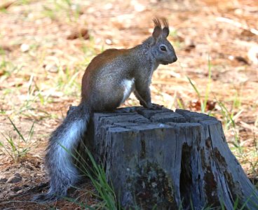 SQUIRREL, ABERT'S (Sciurus aberti) (6-8-2020) incinerator ridge trail, catalina mts, pima co, az -02