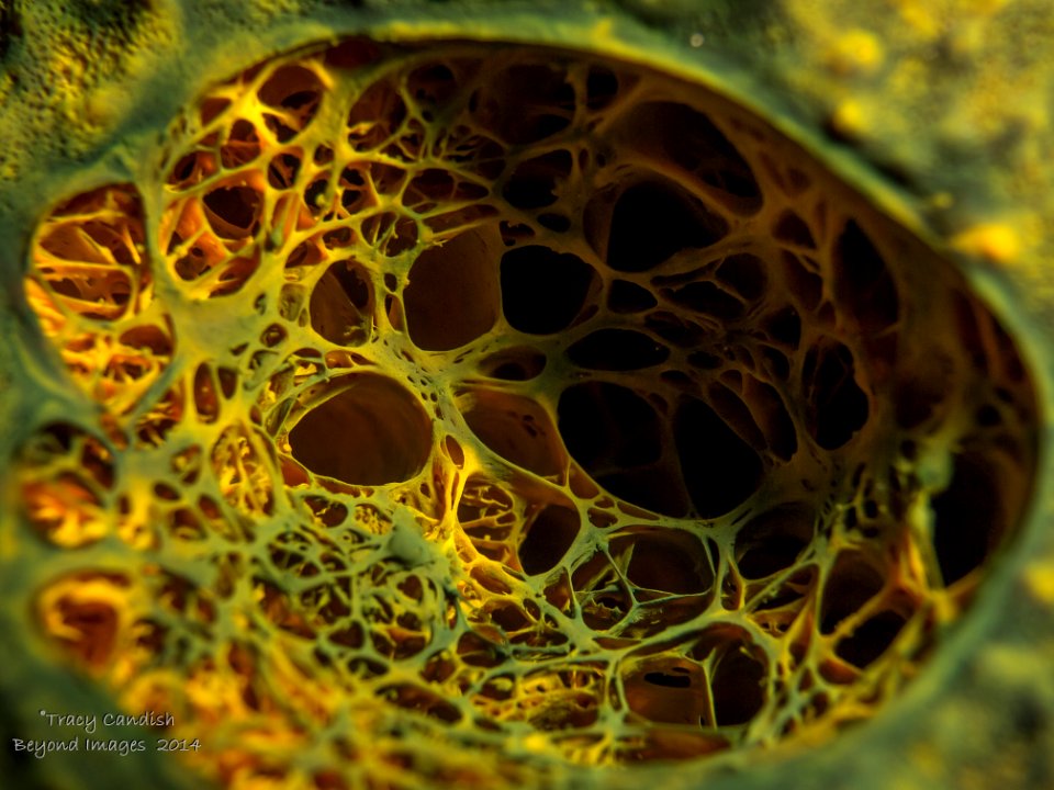 SpongeNetwork-1