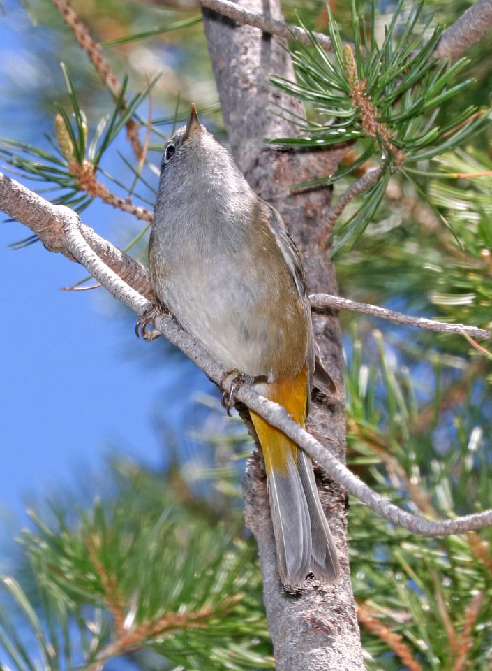 809 - COLIMA WARBLER (4-22-2017) boot springs area, chisos mts, tx -08