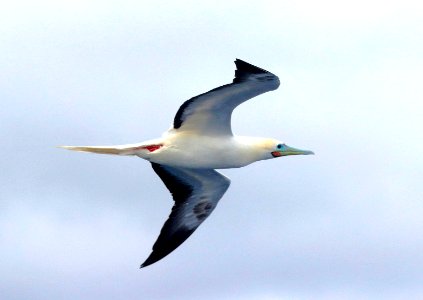 RED-FOOTED BOOBY (4-27-2018) holo-holo boat, coast and lehua island, out of port allen, kauai co, hawaii (3)