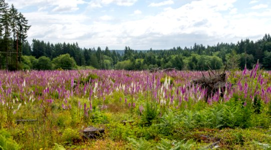 2019-6 Foxglove Farm-3625