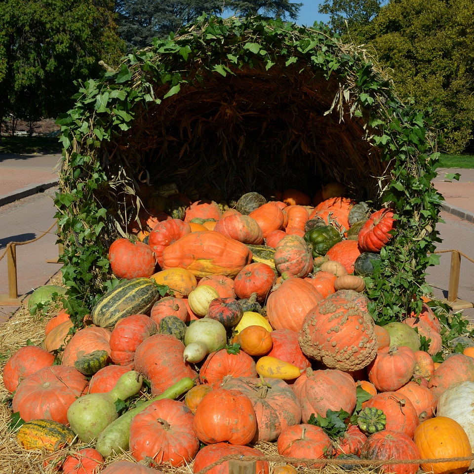 Orange autumn pumpkins