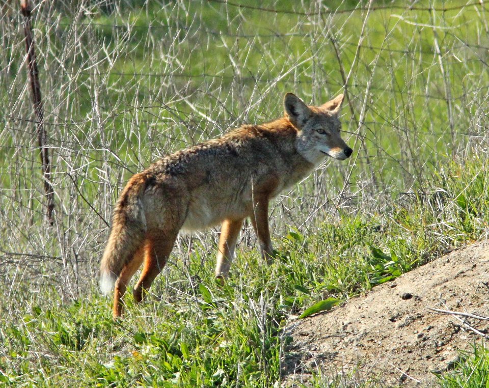 COYOTE (12-16-09) chorro ck ec reserve -01
