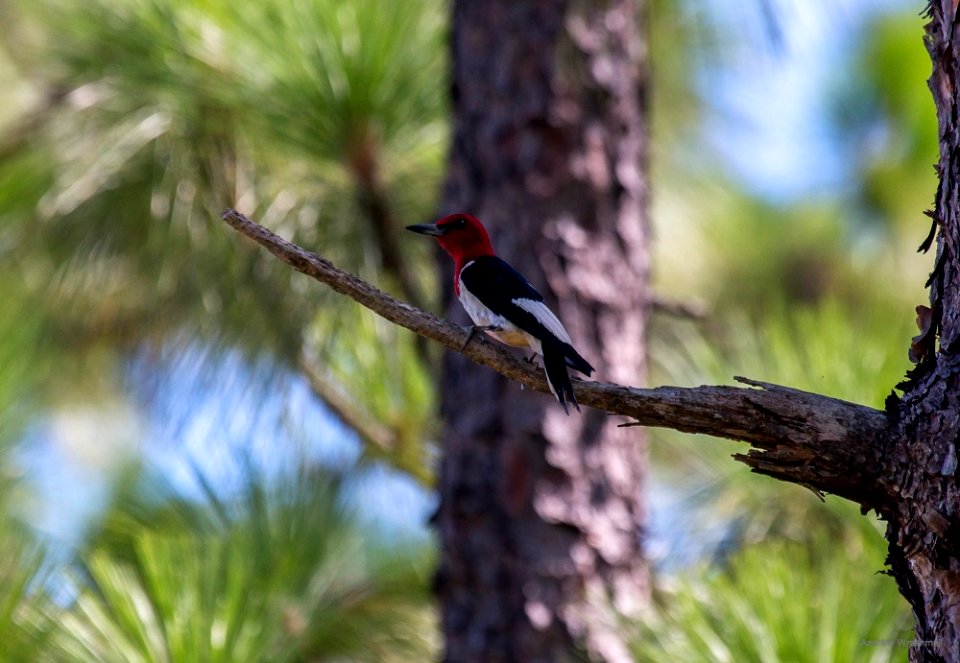 red-headed woodpecker