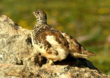 083 - WHITE-TAILED PTARMIGAN (7-12-2019) medicine bow bend, rock mt national park, grand co, co -07