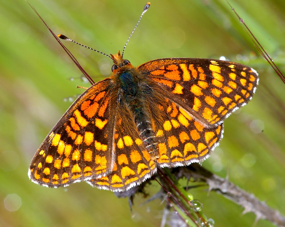 CHECKERSPOT, GABB'S (chlrsyne gabbii) (4-3-08) male, coon creek, mdo st park, slo co, ca (2)
