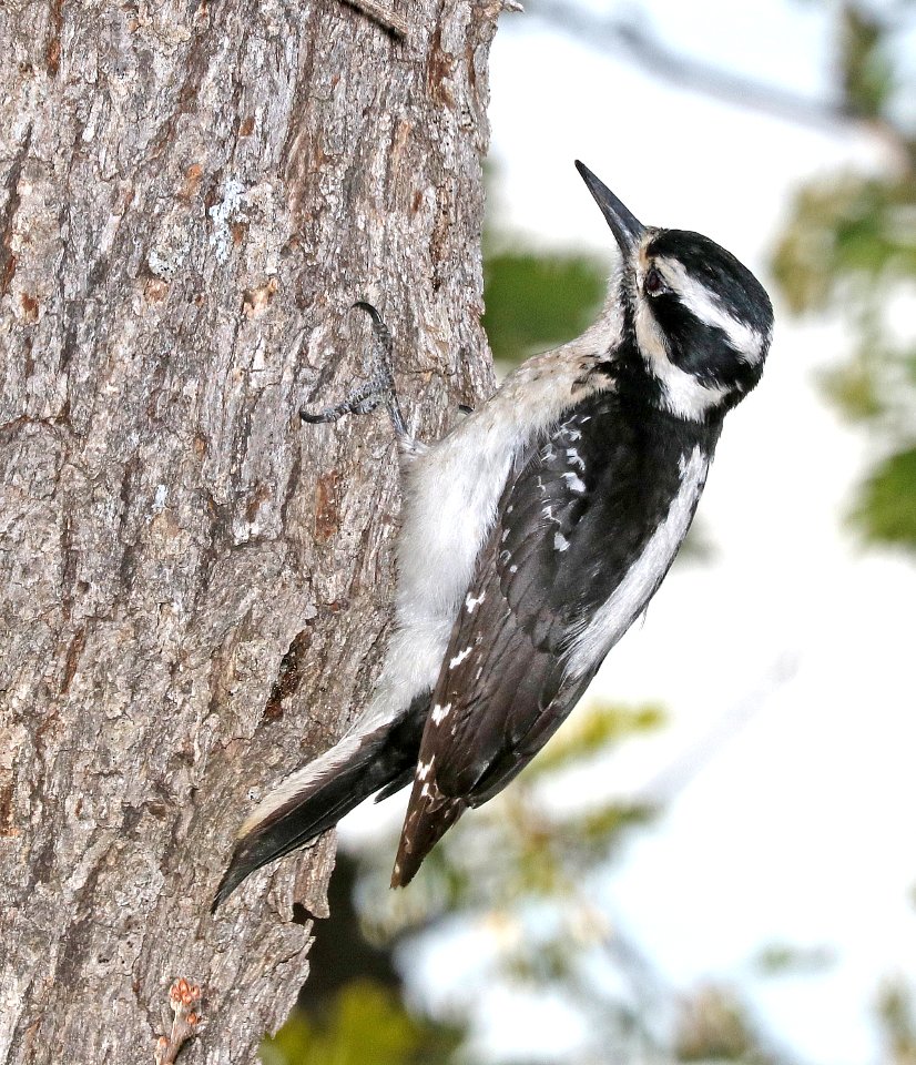 536 - HAIRY WOODPECKER (5-14-2017) apache nat forest, 5 miles south of show low, navajo co, az -03