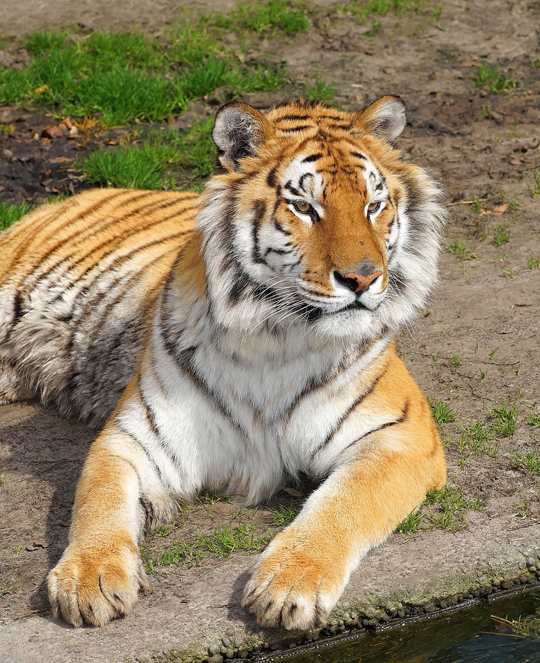 Wildcat noble sublime