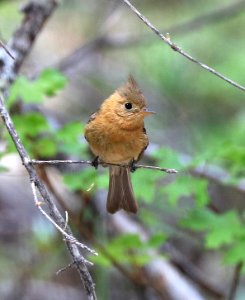 569 - TUFTED FLYCATCHER (5-19-2016) ramsey canyon, huachuca mts, cochise co, az (2)