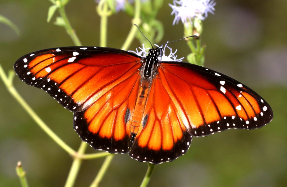 SOLDIER (Danaus eresimus) (11-11-2016) santa ana n w r, hidalgo co, tx -06