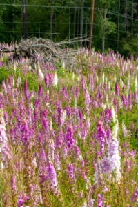 2019-6 Foxglove Farm-3741