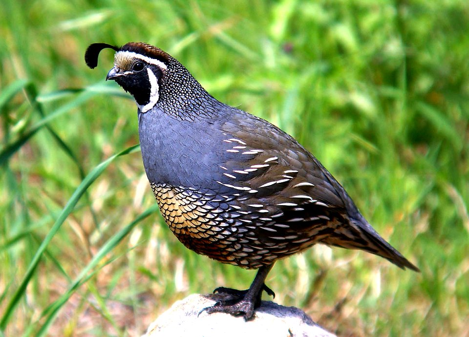 069 - CALIFORNIA QUAIL canet rd, sloco, ca
