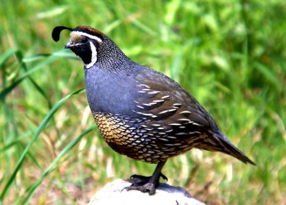069 - CALIFORNIA QUAIL canet rd, sloco, ca
