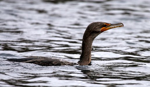 Double-crested Cormorant