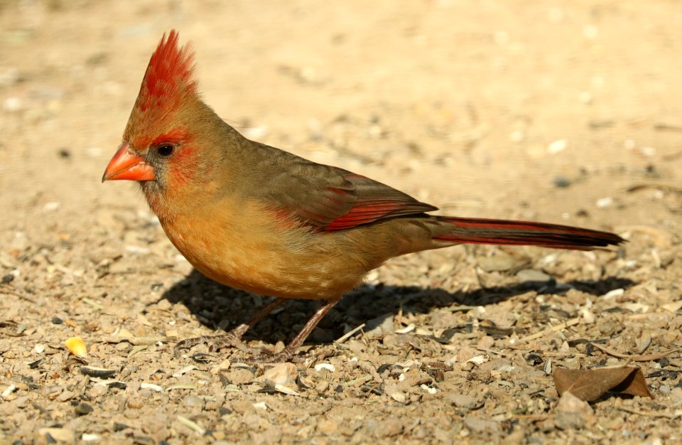 916 - NORTHERN CARDINAL (2-1-2019) san pedro river at san pedro house, cochise co, az -02