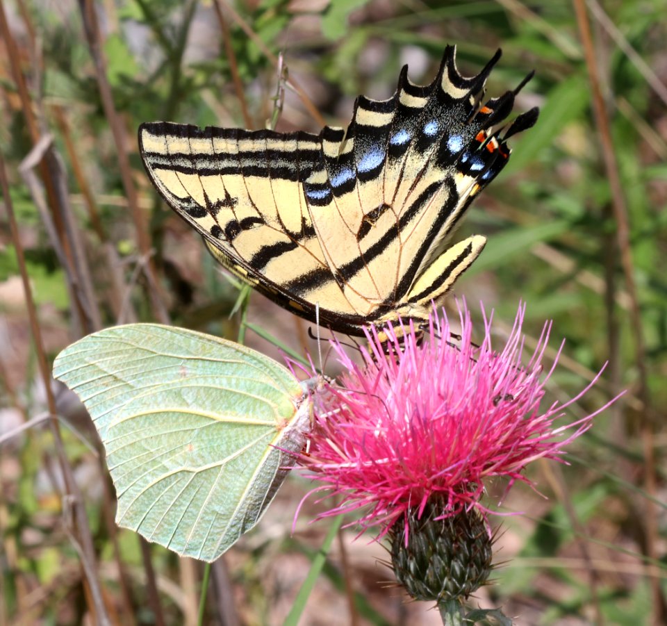 ANGLED-SULPHUR, WHITE (Anteos clorinde) (8-18-2020) garden canyon just above second pictograph site, huachuca mts, cochise co, az -05 with TWO-TAILED SWALLOWTAIL