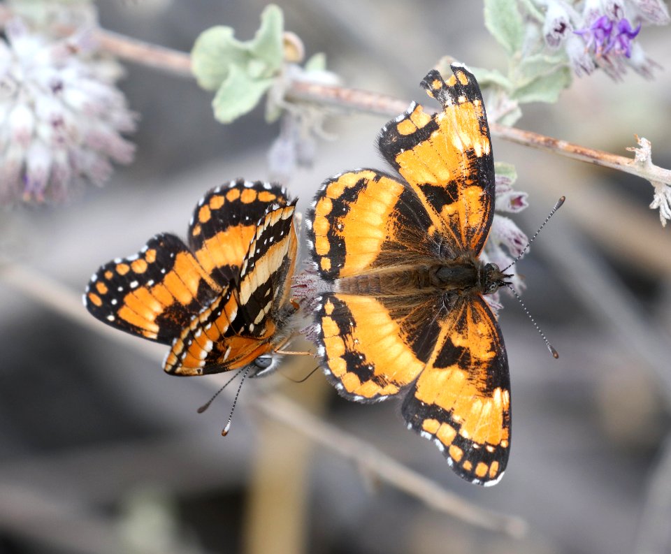 PATCH, CALIFORNIA (Chlosyne californicus) (3-11-2018) plum cyn, anza borrego s p, san diego co, ca -01