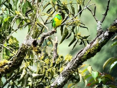 Golden-browed Chlorophonia