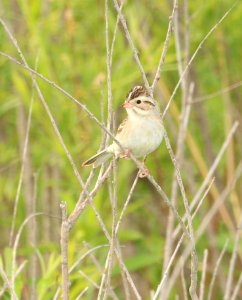 872 - CLAY-COLORED SPARROW (6-9-2018) grand forks co, nd -02