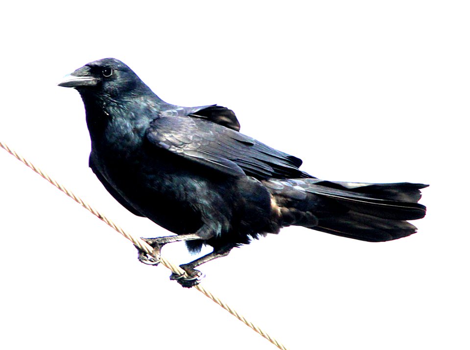 651 - FISH CROW (2-23-13) osceola co, fl  (4)