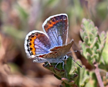 BLUE, MELISSA (Lycaeides melissa) (5-23-2020) terry flats, escdilla mts, apache co, az -03
