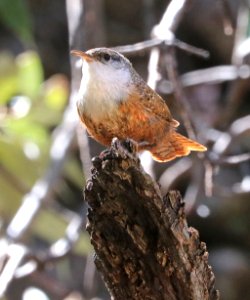 691 - CANYON WREN (3-22-2010) copper canyon, huachuca mts, cochise co, az -03