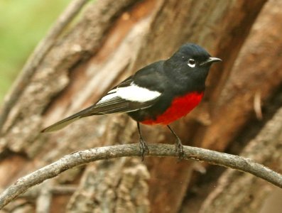 850 - PAINTED REDSTART (8-24-2019) copper cyn, huachuca mts, cochise co, az -01