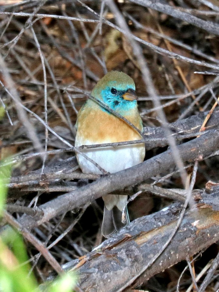 923 - LAZULI BUNTING (2-11-2017) patagonia lake, santa cruz co, az -01