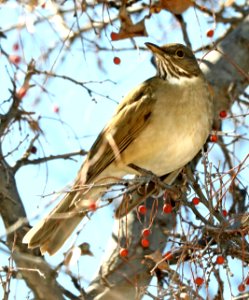 754 - WHITE-THROATED THRUSH (2-2012019) proctor trail, madera canyon, pima co, az -12