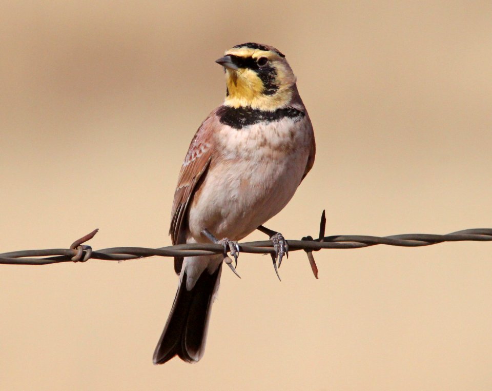 LARK, HORNED (12-5-10) san rafael grasslands, scc, az -02
