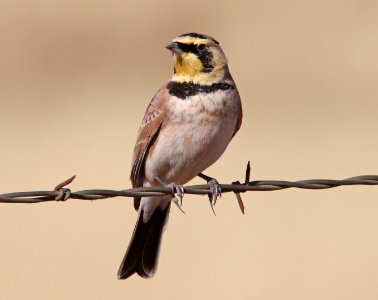 LARK, HORNED (12-5-10) san rafael grasslands, scc, az -02