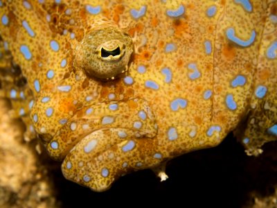 FlounderFace2014-5X
