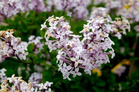 Pale Flowers photo