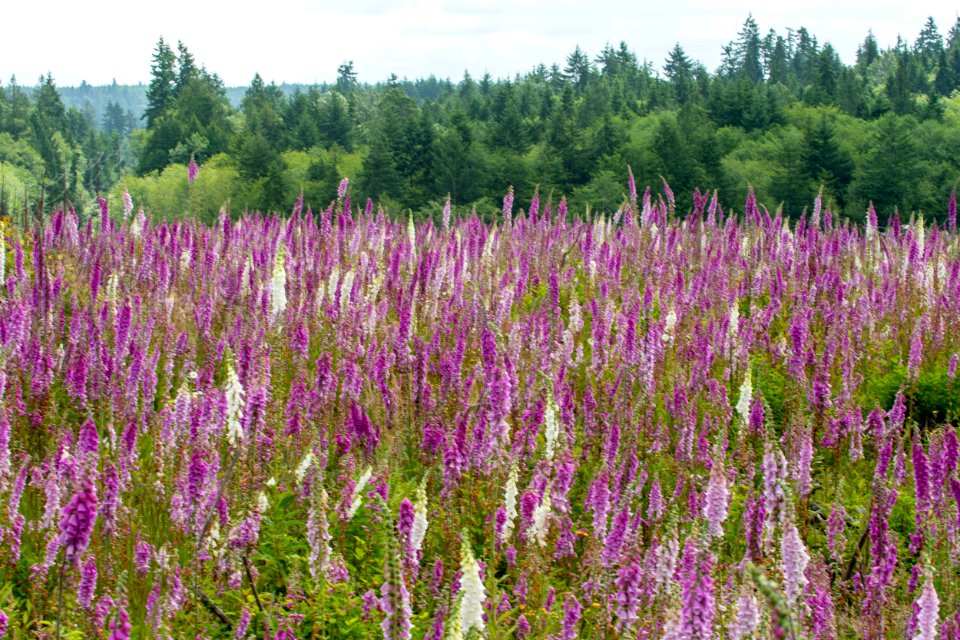 2019-6 Foxglove Farm-3654