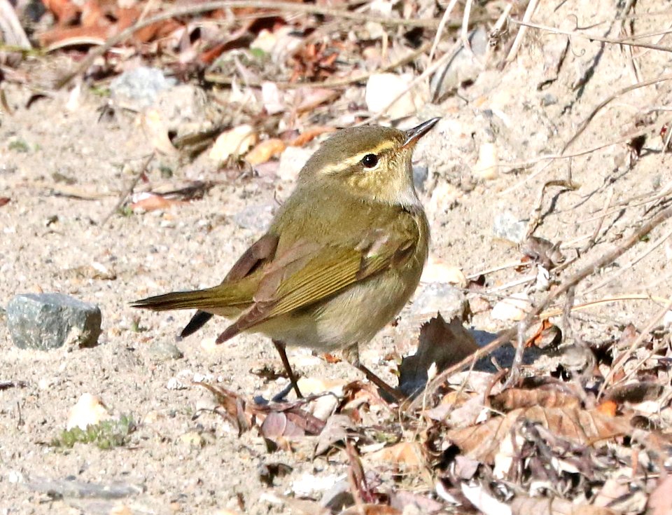 714 - ARCTIC WARBLER (6-9-2016) council road, nome, alaska -06b
