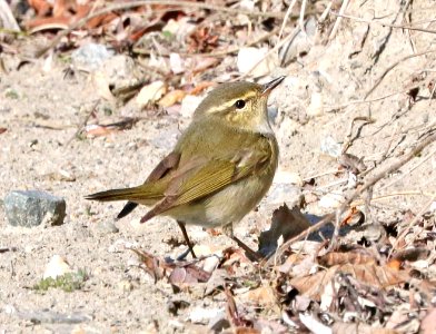 714 - ARCTIC WARBLER (6-9-2016) council road, nome, alaska -06b