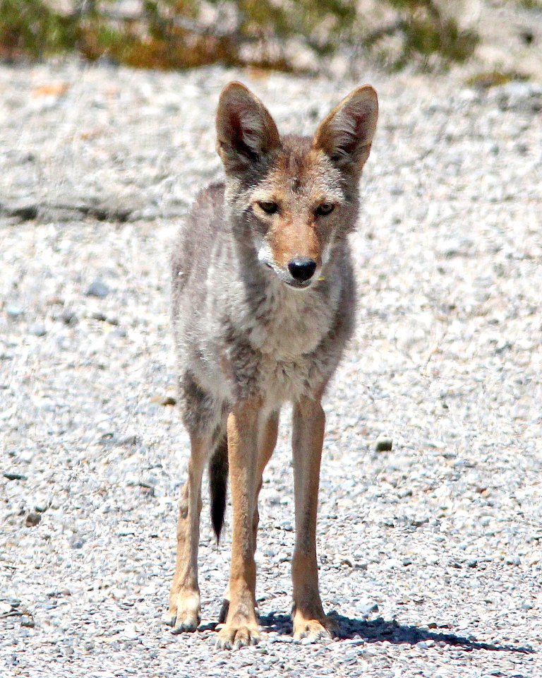 COYOTE (Canis latrans) (5-22-13) death valley area, ca  (2)