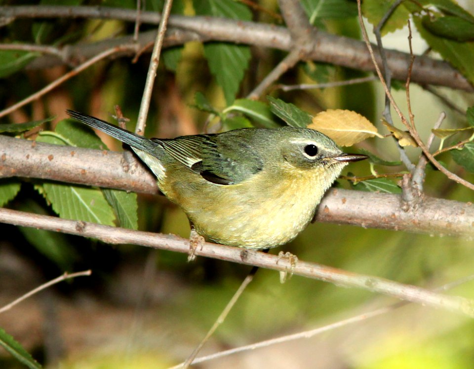832 - BLACK-THROATED BLUE WARBLER (11-11-11) carmen, scc, az - (1)