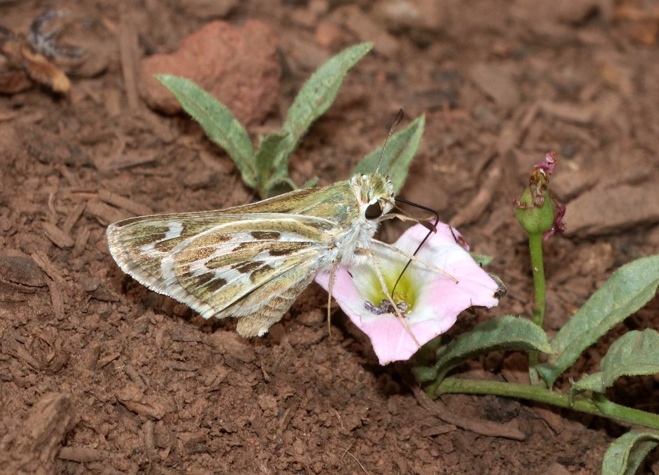 SKIPPER, UNCAS (Hesperia uncas) (7-13-2020) 9250 ft, green's peak, apache co, az -04