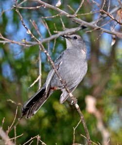 760 - GRAY CATBIRD (3-24-2017) patagonia lake, santa cruz co, az -01