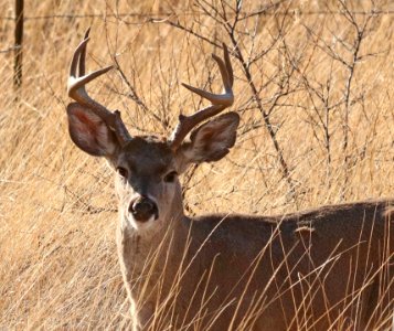 DEER, WHITE-TAILED (Odocoileus virginianus) (2-28-2018) 78 circulo montana, lake patagonia ranch estates, santa cruz co, az -02