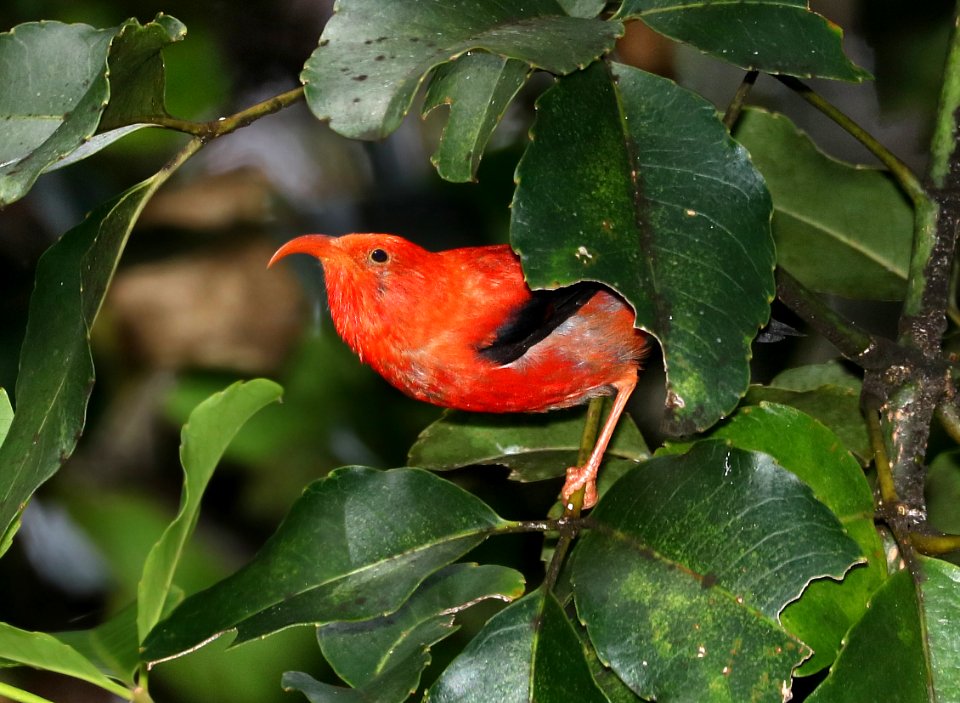 I'IWI (8-30-2017) hakalau forest national wildlife refuge, hawaii co, hawaii -20